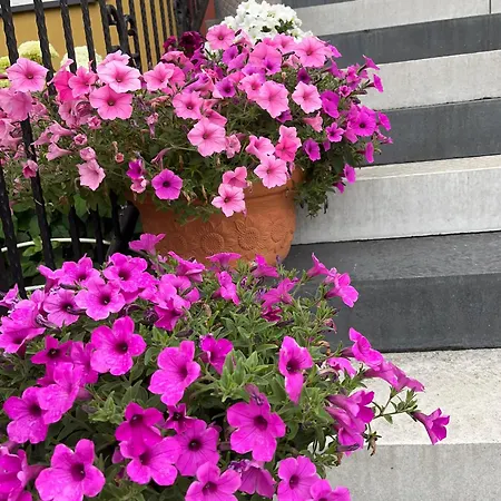 Wenus Homestay szállás *